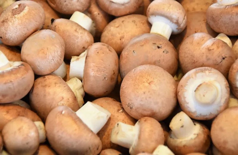 Kahverengi kabuklu kestane mantarları toplu halde