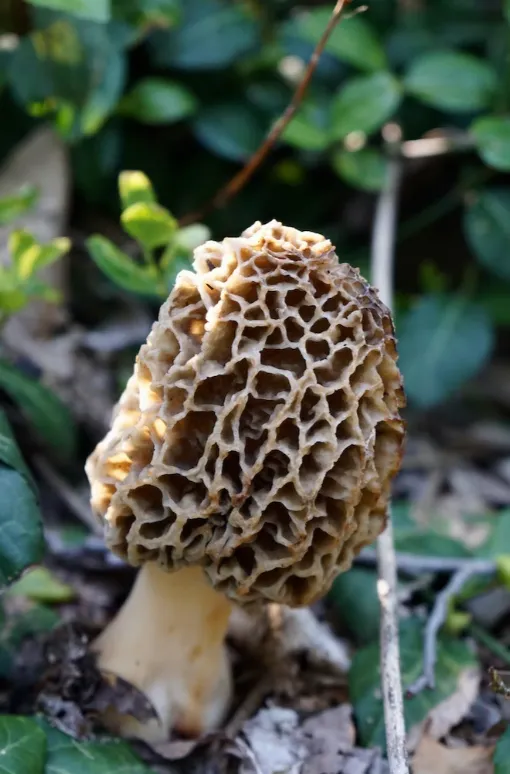 Petekli yapısıyla kuzu göbeği mantarı doğada toprak üzerinde