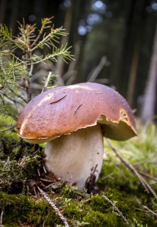 Orman zemini üzerinde kahverengi şapkalı porçini mantarı