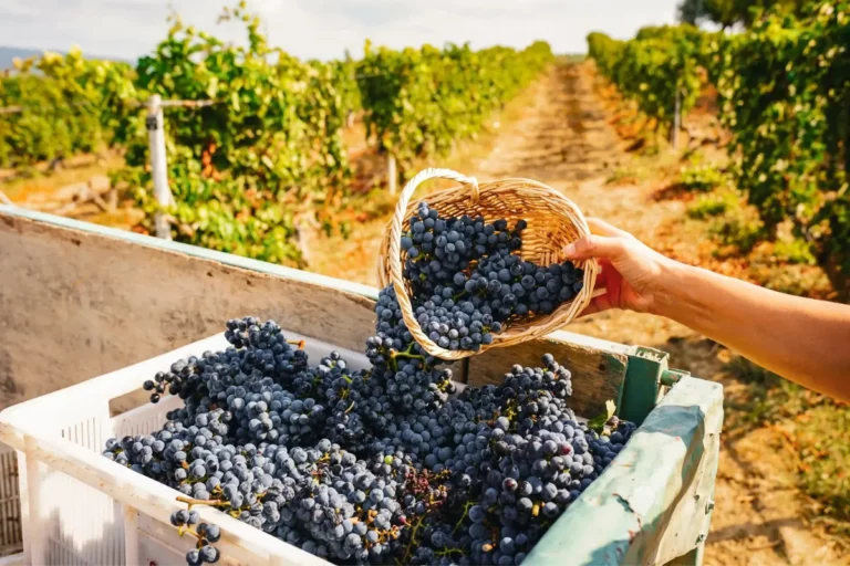 Trakya Bağ Rotası Önerileri: Bağ Evleri, Şaraphaneler ve Gastronomi Durakları