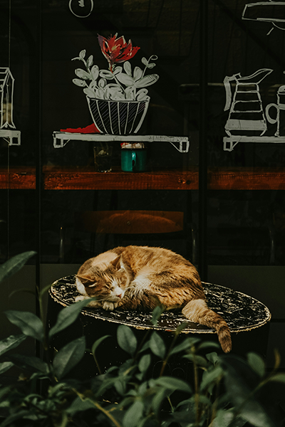 Cihangir’de kafenin önünde uyuyan kedi – Masa üzerinde dinlenen kedi ve fonda kahve illüstrasyonları.