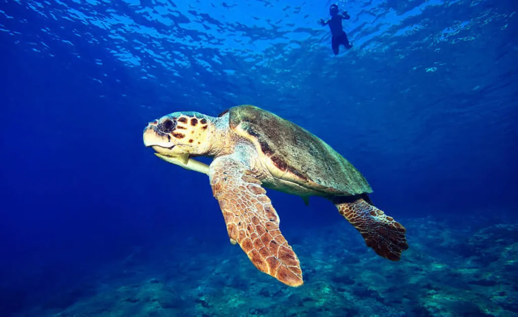 WWF’in koruma projeleri kapsamında görüntülenen bir deniz kaplumbağası – nesli tehlike altındaki türleri evlat edinme ve yılbaşında doğaya bağış yapma önerisi