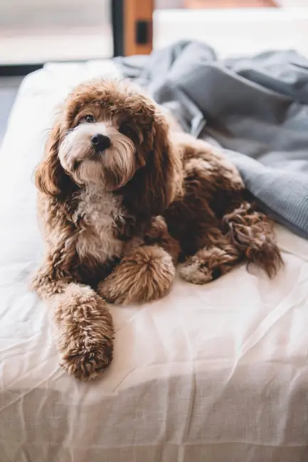 Yatak üzerinde yatarken merakla bakan kabarık tüylü kahverengi minik köpek.

