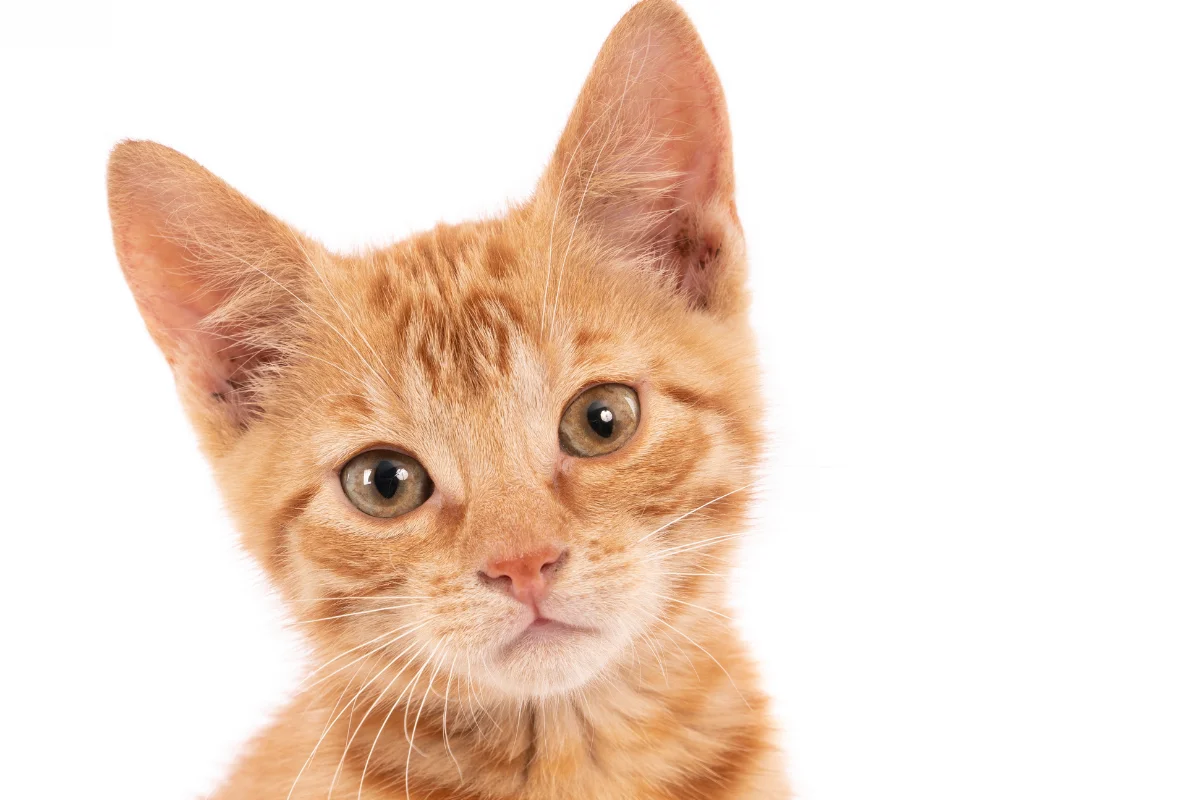 Ev Yaşamınıza En Uygun Kedi Hangisi? Karakterlerine Göre Kedi Cinsleri