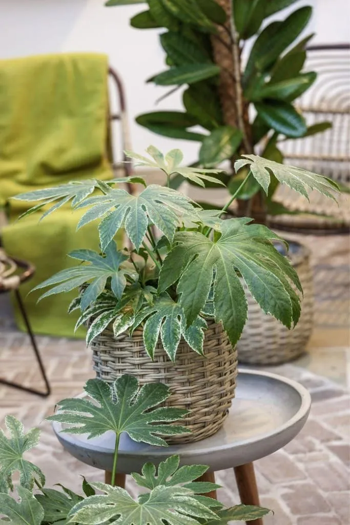 Hasır saksıda yetişen Aralya (Fatsia Japonica); geniş, parlak yapraklarıyla kış bahçesi dekorasyonu için tropikal bitki
