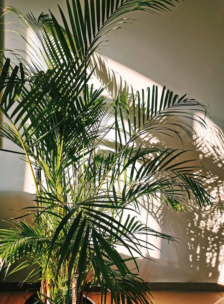 Saksıda yetişen Areka Palmiyesi (Dypsis lutescens); uzun ve zarif yapraklarıyla kış bahçesi için tropikal bitk