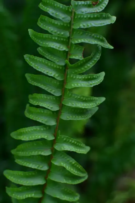 Aşk Merdiveni (Nephrolepis) bitkisinin yaprak detayı; kış bahçesi için tropikal ve dekoratif eğrelti otu