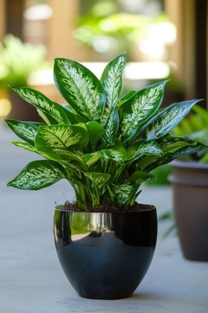 Saksıda yetişen Çin Herdemyeşili (Aglaonema); desenli yapraklarıyla kış bahçesi için dayanıklı ve dekoratif bitki