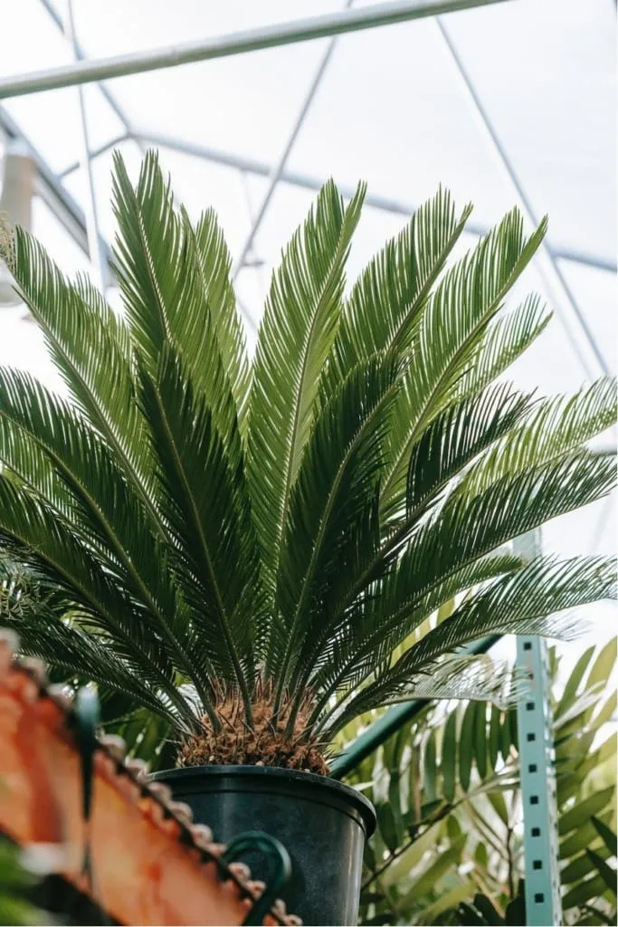Cycas (Sago Palmiyesi) bitkisi; geniş ve sert yapraklarıyla kış bahçesi için dekoratif ve dayanıklı bitki