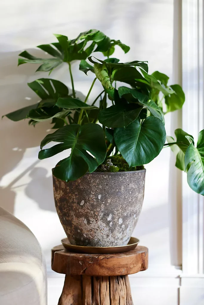 Kışın iç mekanda konumlandırılmış Monstera bitkisi, doğal ışık alan bir noktada sağlıklı gelişim gösteriyor.
