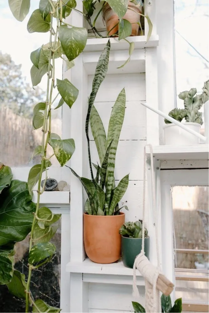 Saksıda yetişen Paşa Kılıcı (Sansevieria); dikey yaprak formuyla kış bahçesi dekorasyonu için dayanıklı ve dekoratif bitki