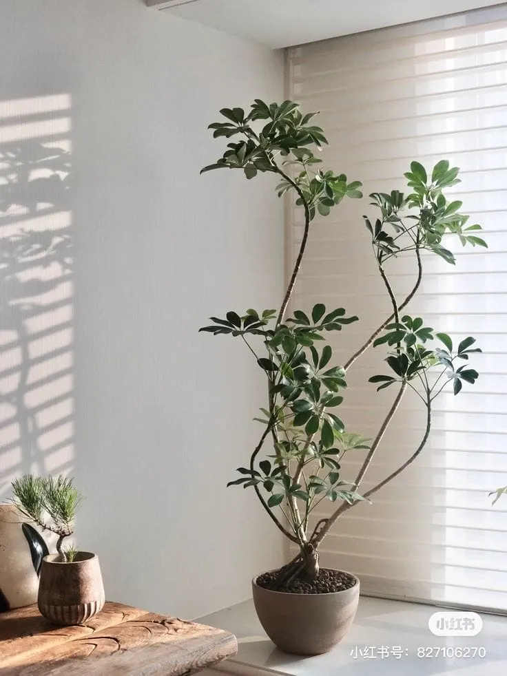 Saksıda yetişen Şeflera (Schefflera arboricola); parlak yaprakları ve zarif formuyla kış bahçesi için dekoratif bitki