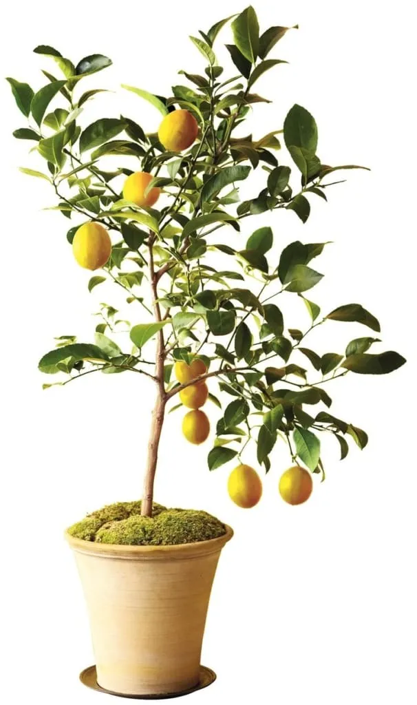 Saksıda yetişen süs limonu (Citrus limon); sarı meyveleriyle kış bahçesi için dekoratif ve aromatik bitki