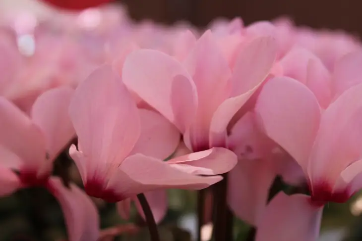 Pembe çiçekleriyle açmış Tavşan Kulağı (Cyclamen); kış bahçesi için zarif ve dayanıklı süs bitkisi