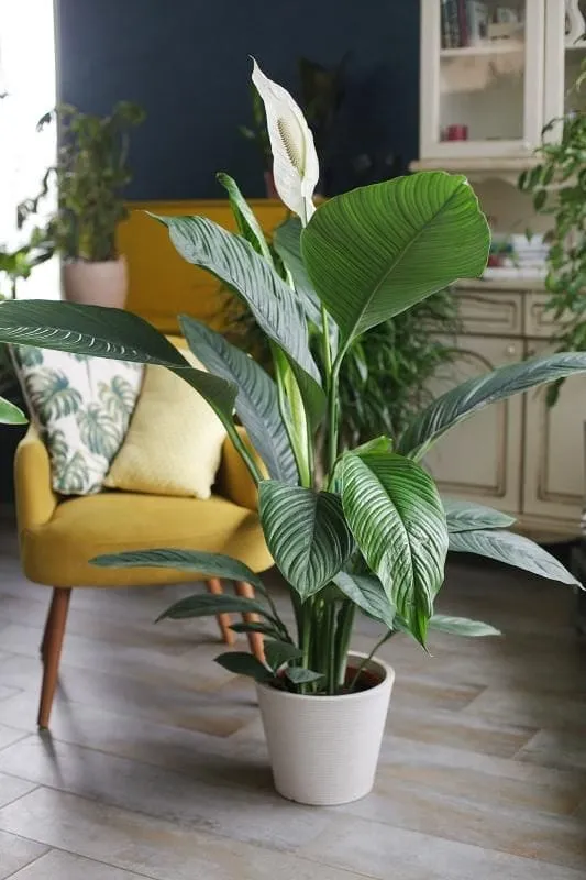 Saksıda yetişen Yelken Çiçeği (Spathiphyllum); beyaz çiçekleri ve uzun yapraklarıyla kış bahçesi için zarif bir bitki