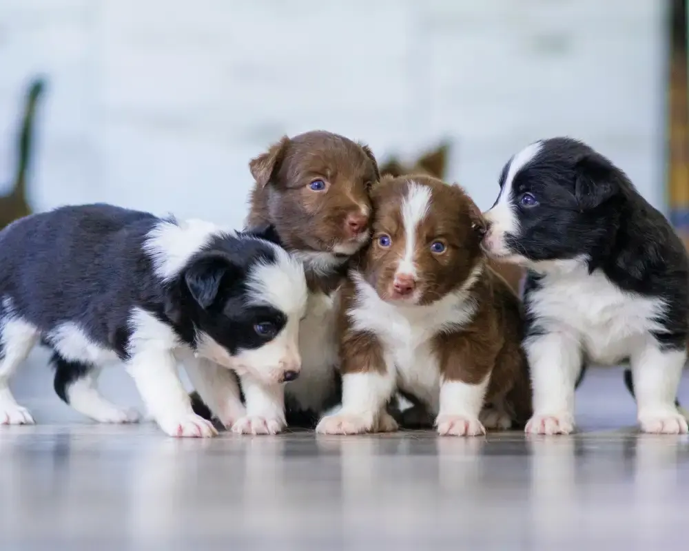 Kedi ve Köpeklerde Kısırlaştırma Operasyonu: Öncesi ve Sonrası