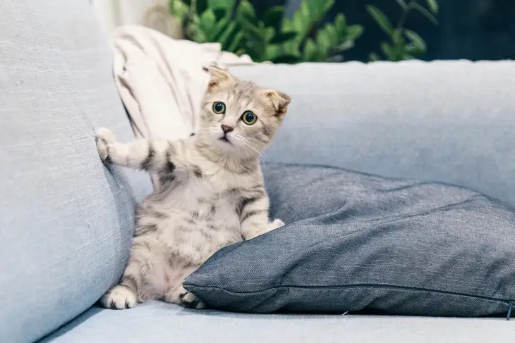 Koltukta oturan şaşkın bakışlı Scottish Fold cinsi yavru kedi, ev ortamında huzurlu bir şekilde poz veriyor.