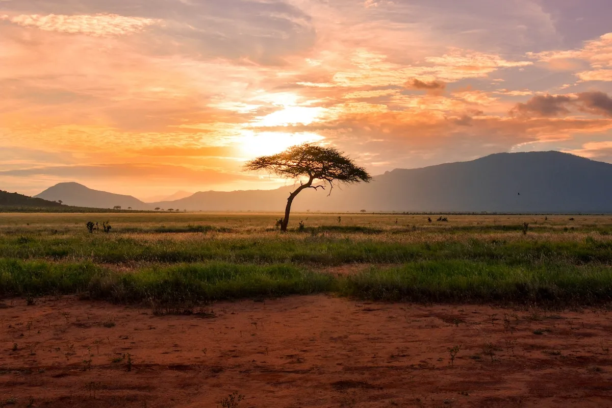 Gün batımında Kenya savanının muhteşem manzarasını gösteren bu fotoğrafta, turuncu-pembe gökyüzünün altında tek başına duran eğri bir akasya ağacı, uzak dağlar ve geniş otluk alanlar göz alıcı bir kontrast oluşturuyor; en güzel balayı rotaları için ilham veren bir kare.