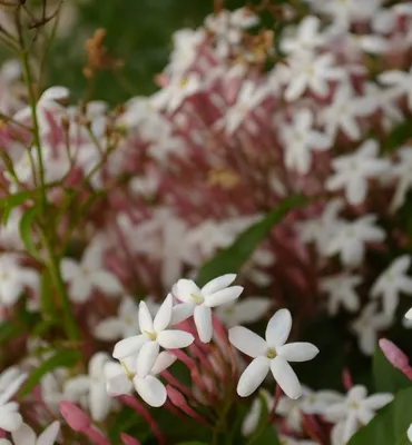 Jasminum grandiflorum yani İspanyol yasemini bitkisinin yoğun beyaz çiçekleri ve pembe tomurcuklarıyla dolu çiçeklenme görünümü.