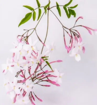 Beyaz ve pembe tomurcuklu Jasminum polyanthum çiçekleri, zarif dallar ve yeşil yapraklarla beyaz arka planda sergileniyor.