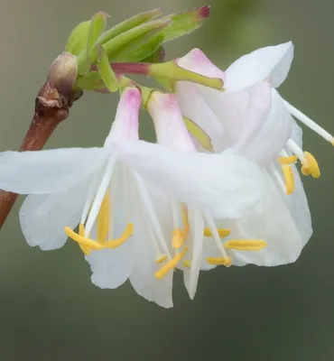Jasminum nudiflorum yani kış yasemini bitkisine ait sarı çiçeklerin yakın plan görüntüsü.
