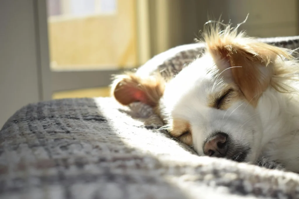 Köpekler Davranışları ile Ne Mesaj Veriyor?