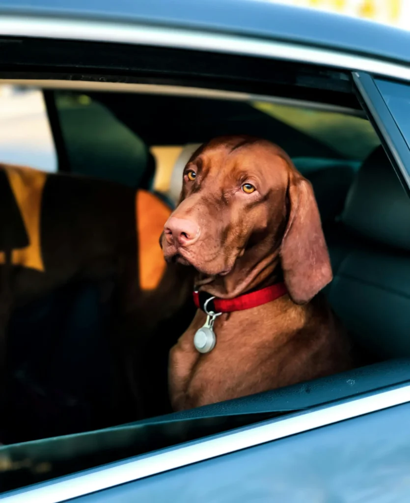 Köpekler Davranışları ile Ne Mesaj Veriyor?