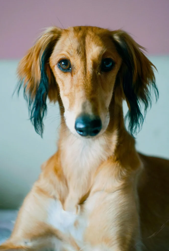 Köpekler Davranışları ile Ne Mesaj Veriyor?