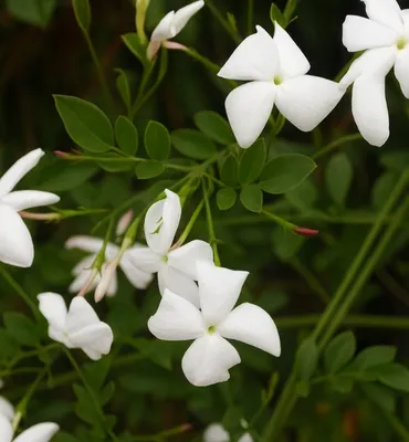 Beyaz çiçekli Jasminum officinale, ince yeşil yaprakları ve tırmanıcı dallarıyla bahçede doğal bir şekilde uzanıyor.