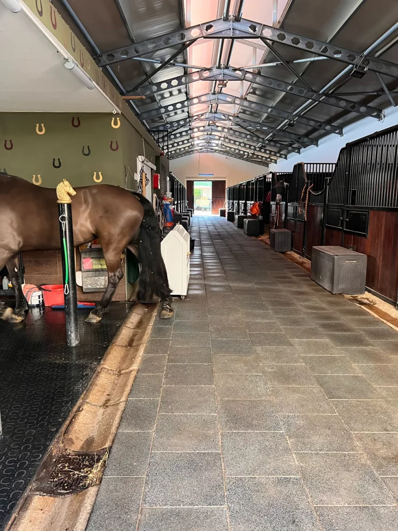 Solda bakımı yapılan kahverengi bir atın ve at nalı motifleriyle süslü duvarın eşlik ettiği, sağda modern at boxlarının sıralandığı, yüksek metal tavanı doğal ışık alan ve zemini gri fayanslarla döşeli bir binicilik kulübü ahırının uzun ve aydınlık koridoru.