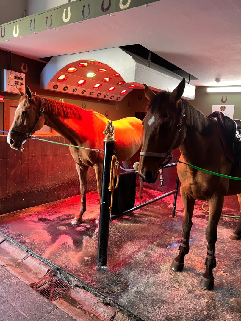 B-Equine Binicilik Kulübü İzmir'deki bakım bölümünde, kırmızı ısıtma ve terapi lambalarının parlak ışıkları altında, ıslak ve desenli zemine yansıyan gölgelerle birlikte iki at duruyor.