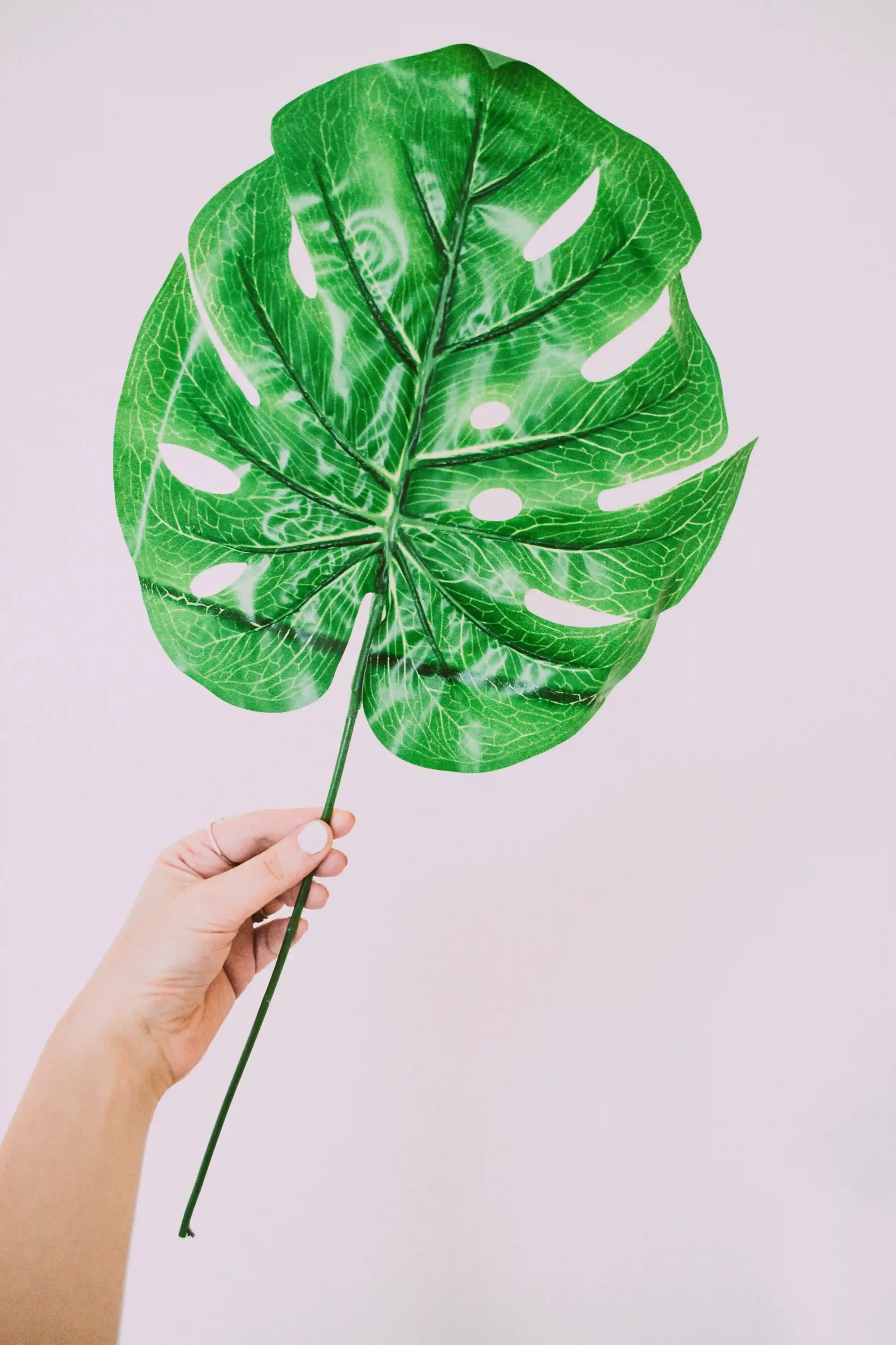 El ile tutulan iri ve yarıklı deve tabanı (Monstera) yaprağı, açık arka plan önünde