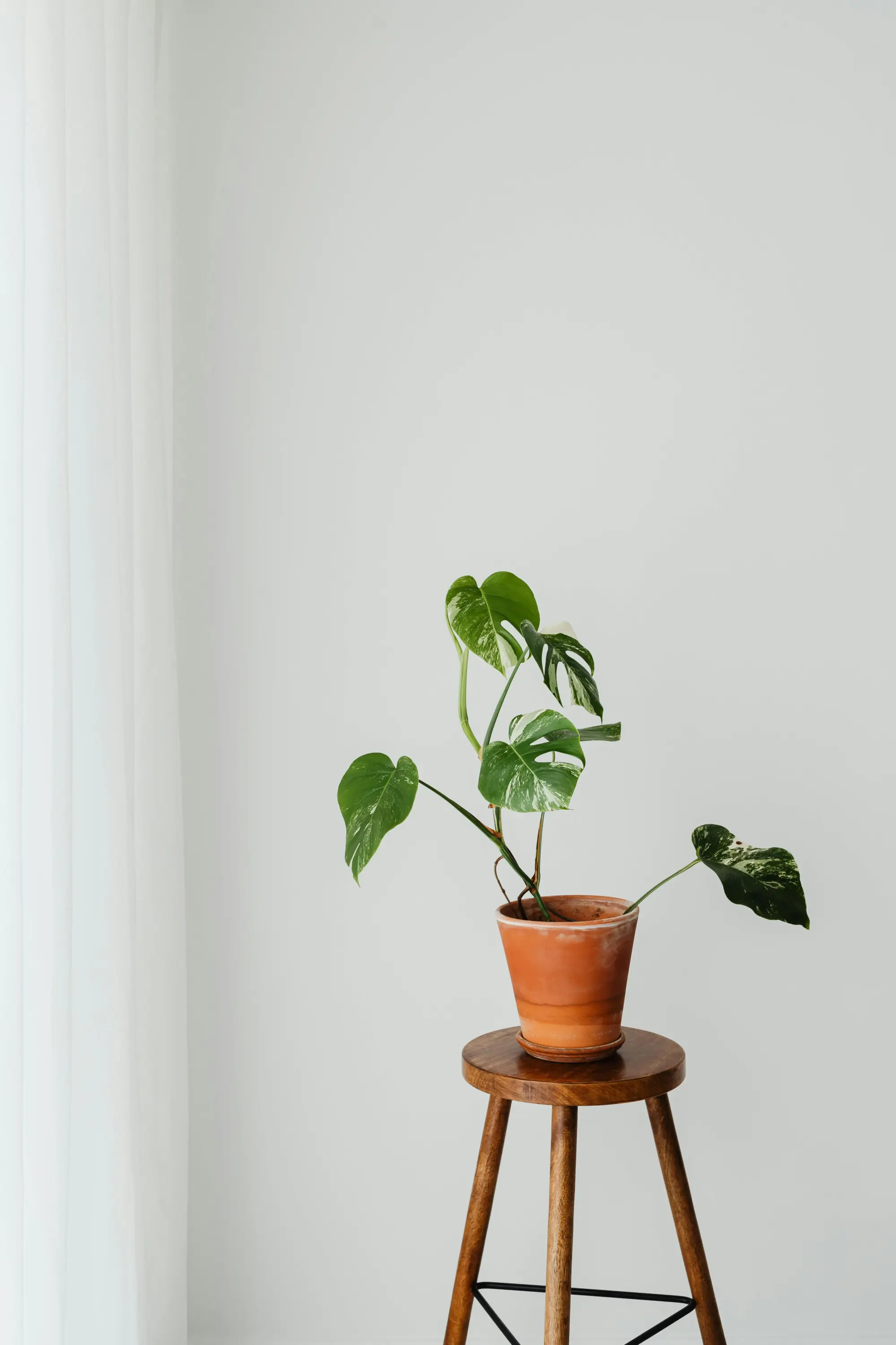 Doğal ışık alan pencere yanında, ahşap tabure üzerinde terracotta saksıda konumlandırılmış genç deve tabanı bitkisi