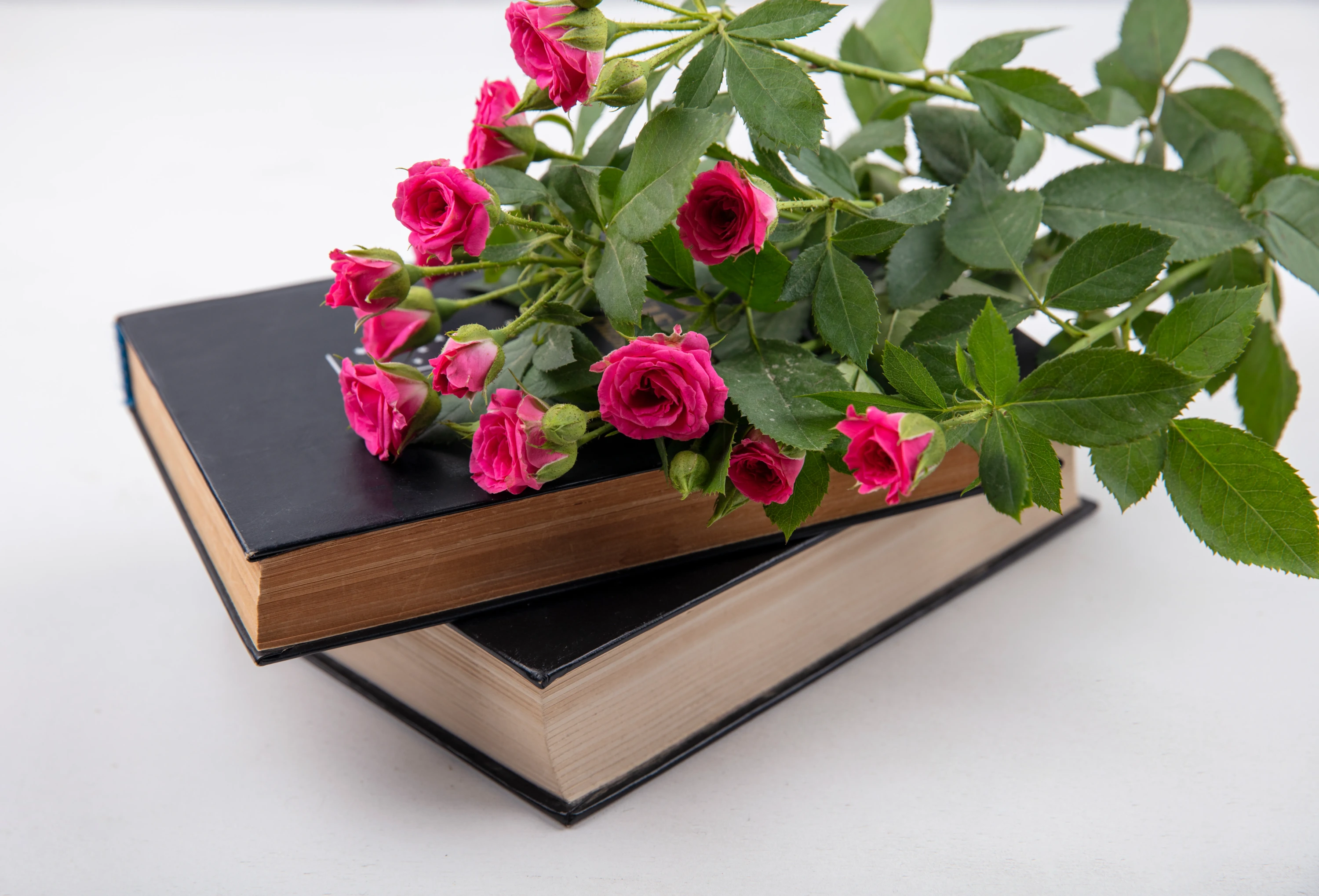 Bitki ve Botanik Tutkunları İçin Kitap Önerileri