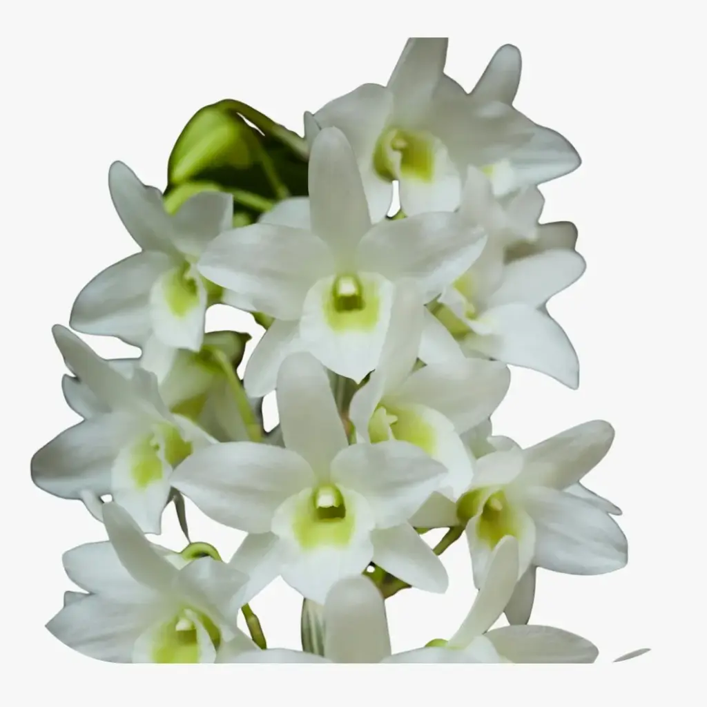 Beyaz yaprakları ve limon sarısı tonlarıyla dikkat çeken Dendrobium orkidesi.