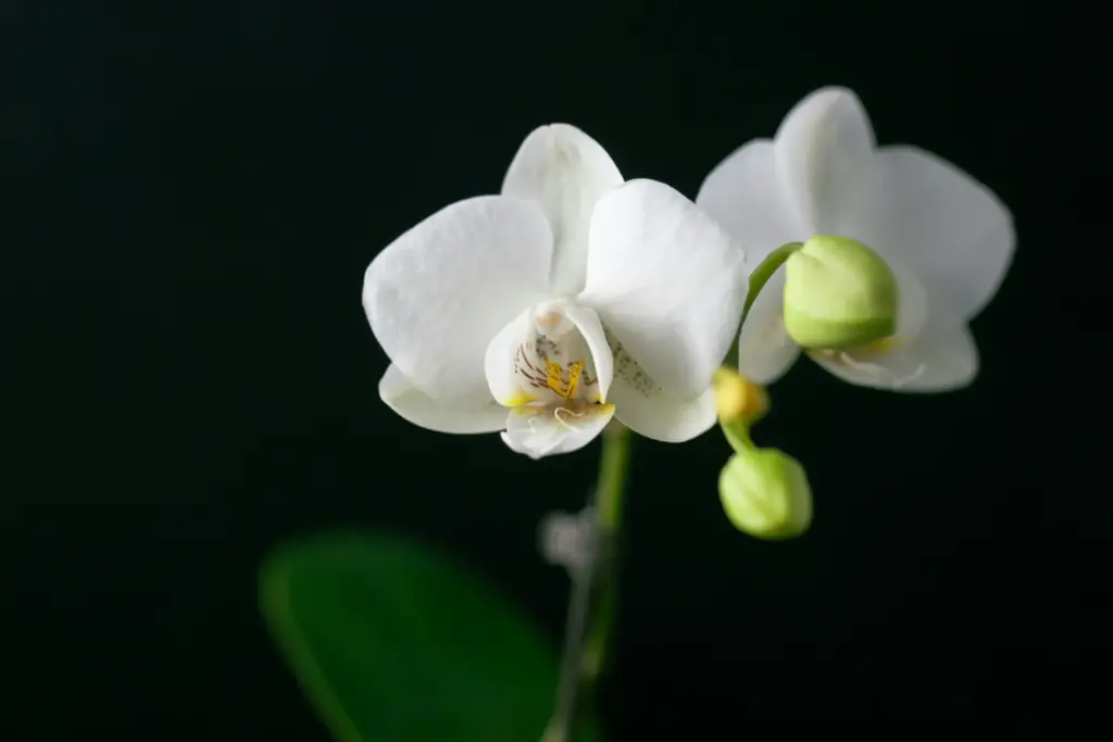 Çiçek açmış beyaz Phalaenopsis orkidesi ve henüz açmamış tomurcukları, koyu arka plan önünde zarif şekilde görüntüleniyor.