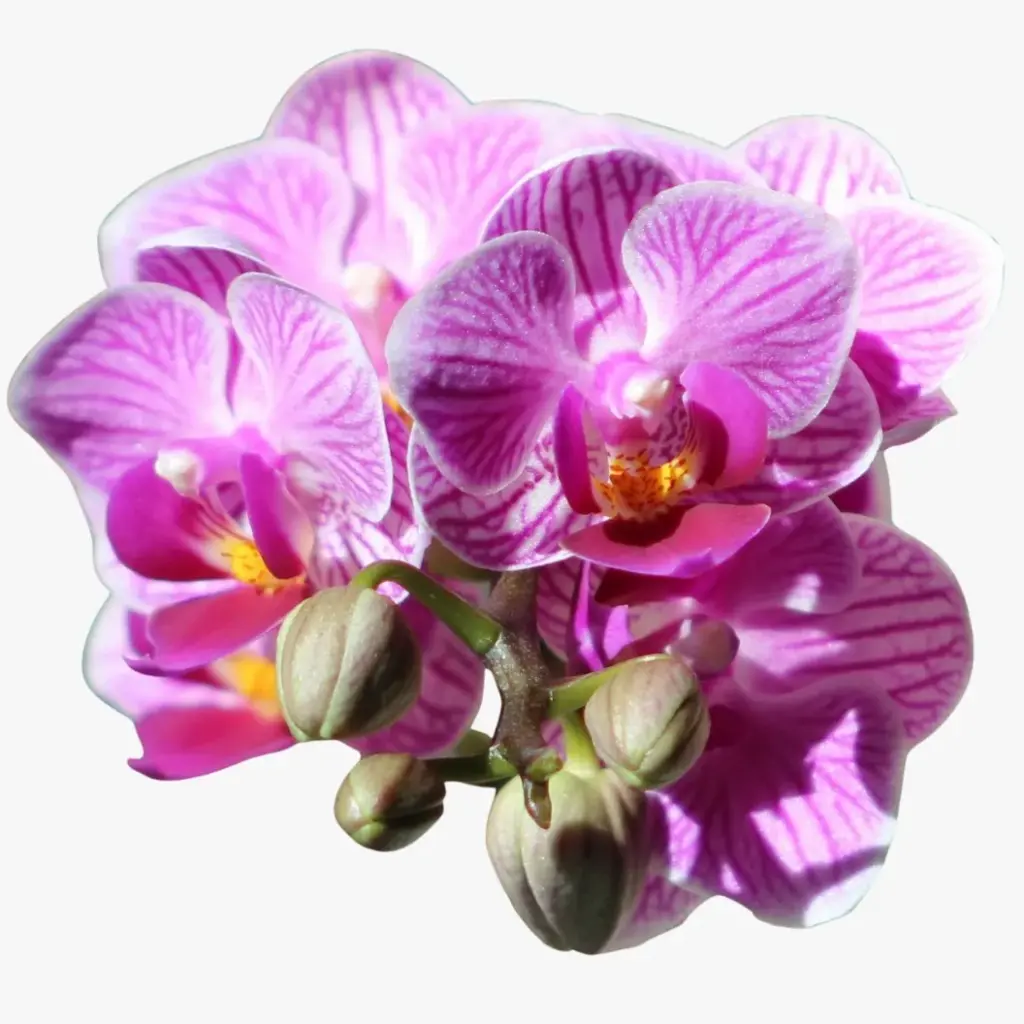 Pembe tonlarda, damarlı yaprak desenlerine sahip Phalaenopsis orkidesi.