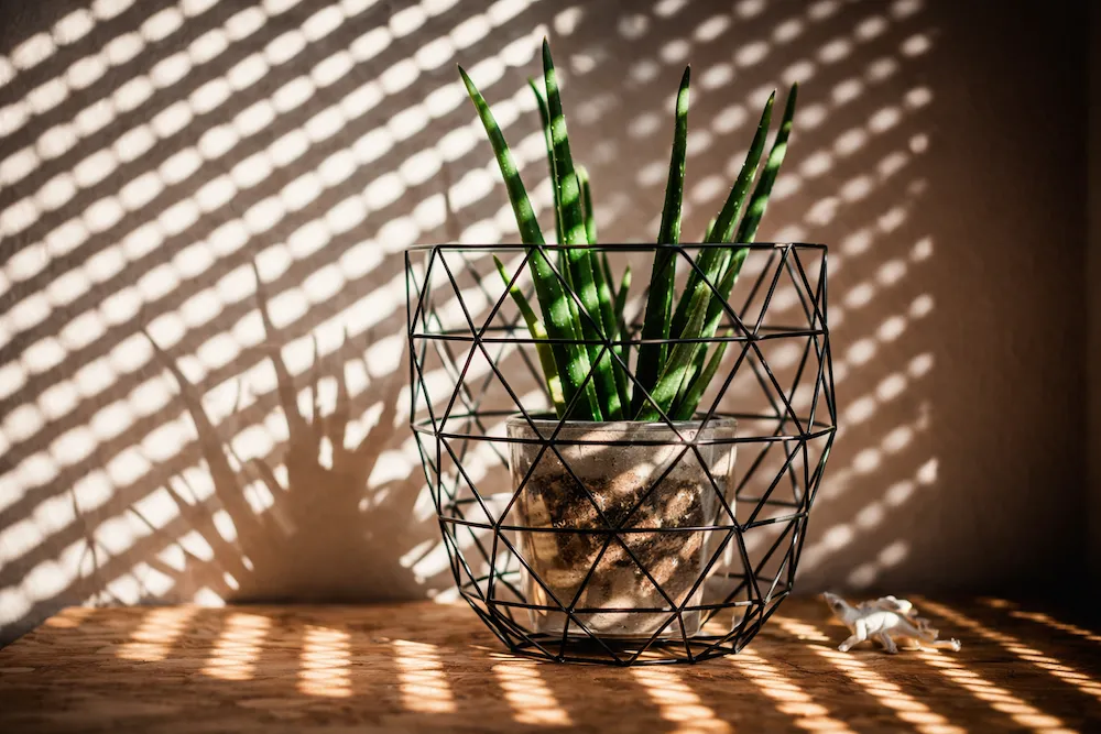 Geometrik metal saksı içinde aloe vera bitkisi, güneş ışığı ve pencere gölgeleriyle modern ev dekorasyonu