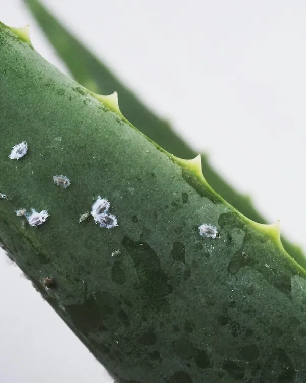 Aloe vera bitkisinde pamuksu bit istilası, aloe vera zararlıları ve yaprak hastalıkları yakın çekim görüntü