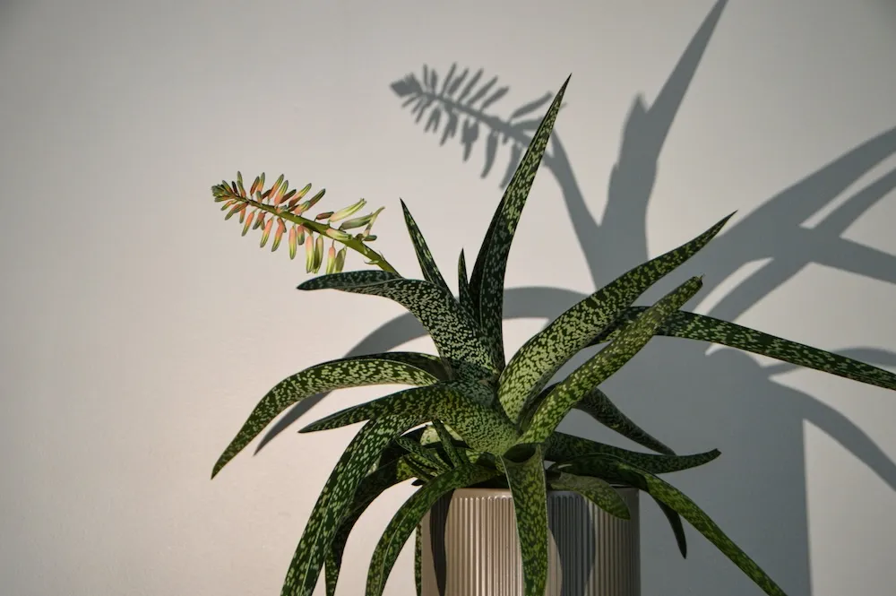 Çiçek açmış aloe vera bitkisi, aloe vera çiçeği ve sağlıklı aloe vera bakımı örneği