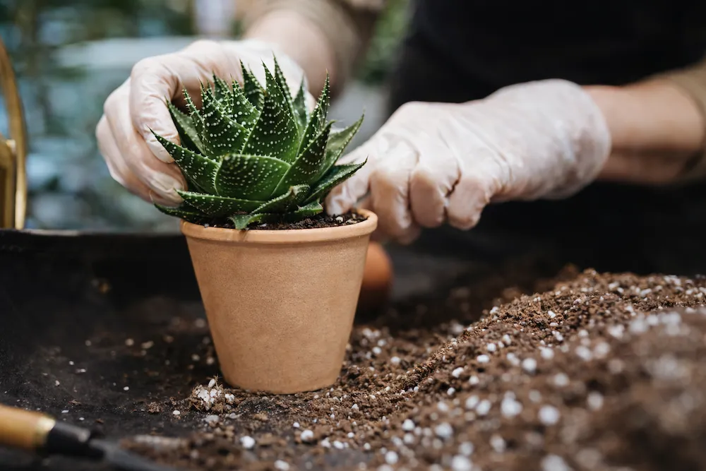Eldivenli ellerle bej saksıdaki aloe vera bitkisini toprağa yerleştirme ve yavru ayırma işlemi; aloe vera nasıl çoğaltılır adım adım evde bitki çoğaltma sahnesi.