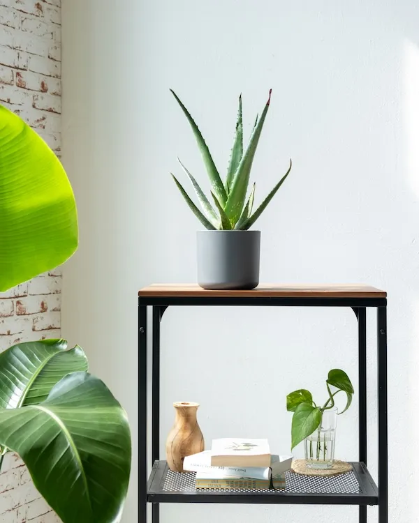 Modern iç mekânda saksıda aloe vera bitkisi, ev dekorasyonunda aloe vera kullanımı