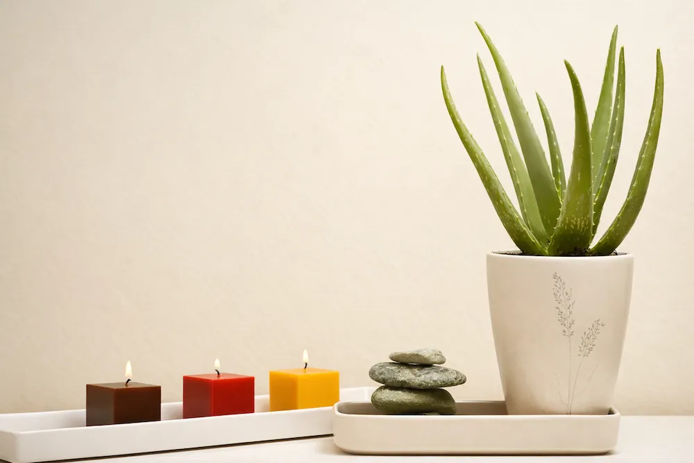 Bej duvar önünde krem saksıda aloe vera bitkisi, dekoratif taşlar ve mumlarla minimal düzenleme; Feng Shui’de aloe veranın koruyucu ve dengeleyici anlamını yansıtan huzurlu iç mekân kompozisyonu.