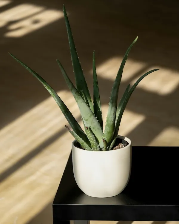 Güneş ışığında konumlandırılmış aloe vera bitkisi, aloe vera için doğru ışık ve bakım koşulları