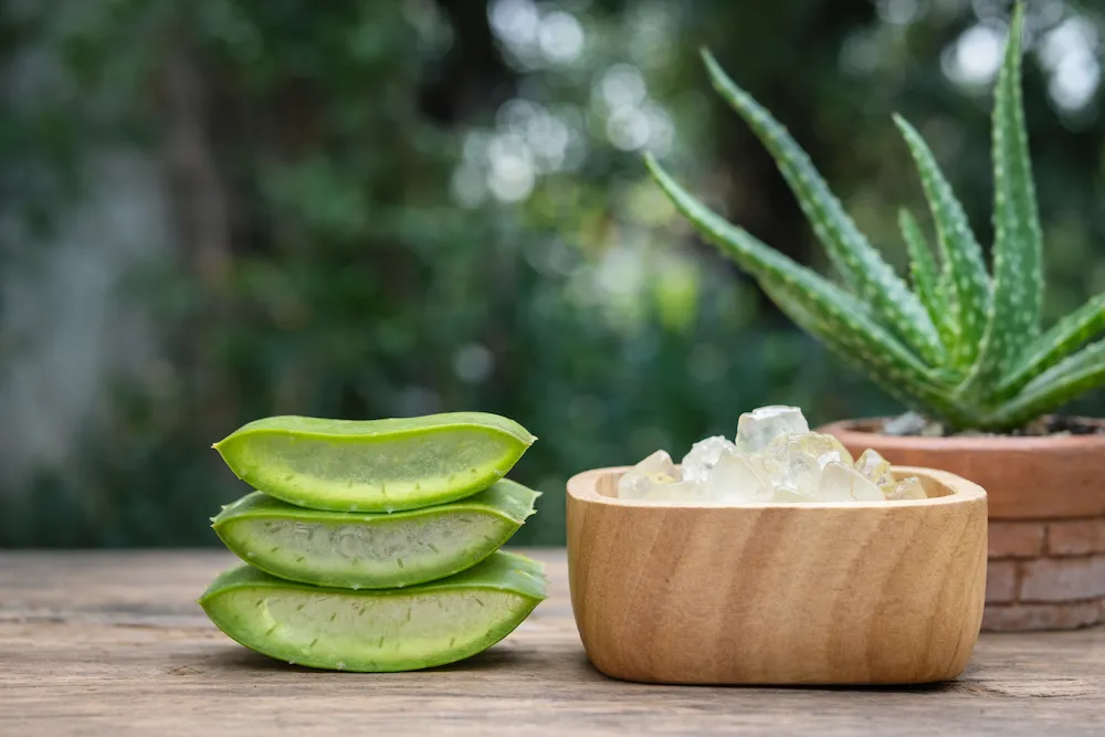 Kesilmiş aloe vera yaprakları ve ahşap kasede aloe vera jeli; doğal cilt bakımı için evde aloe vera jelini hazırlama ve kullanım görseli.