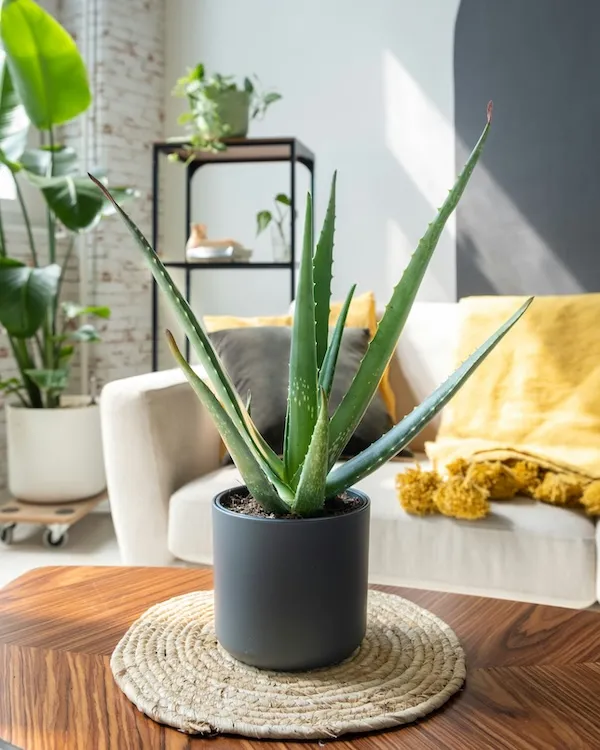 Salon dekorasyonunda sehpa üzerinde saksıda aloe vera bitkisi, evde aloe vera bakımı