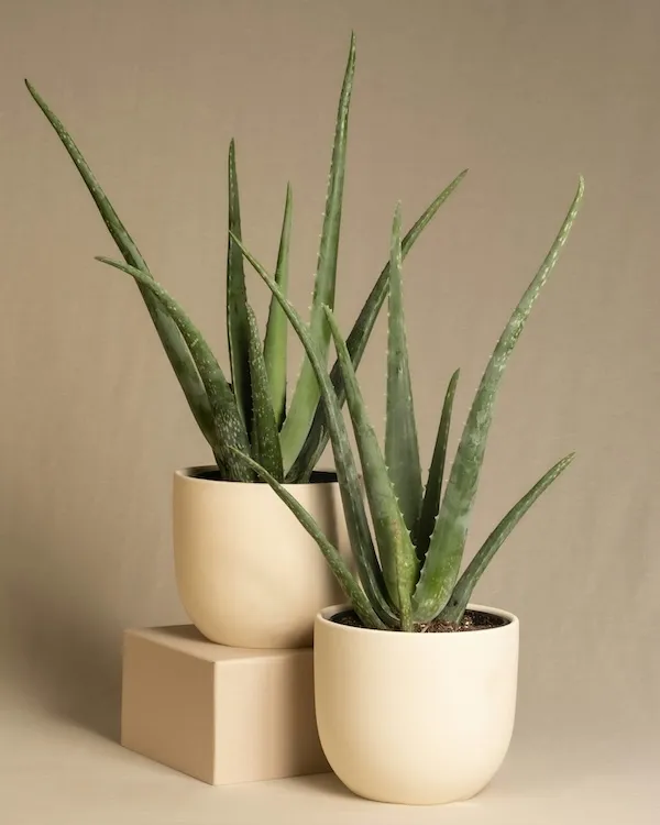 Bej saksıda iki aloe vera bitkisi, aloe vera için uygun saksı ve toprak seçimi