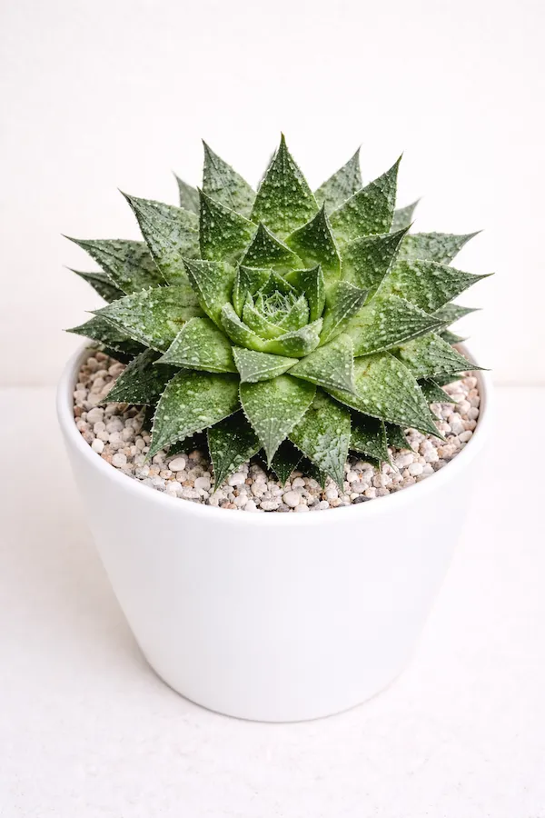 Dantel Aloe (Aloe aristata) beyaz saksıda masaüstü dekorasyonu; koyu yeşil yaprakları üzerindeki beyaz pürüzlü noktalar ve uçlarındaki danteli andıran ince iplikçiklerle minyatür ve dekoratif aloe türü yakın plan görünüm.