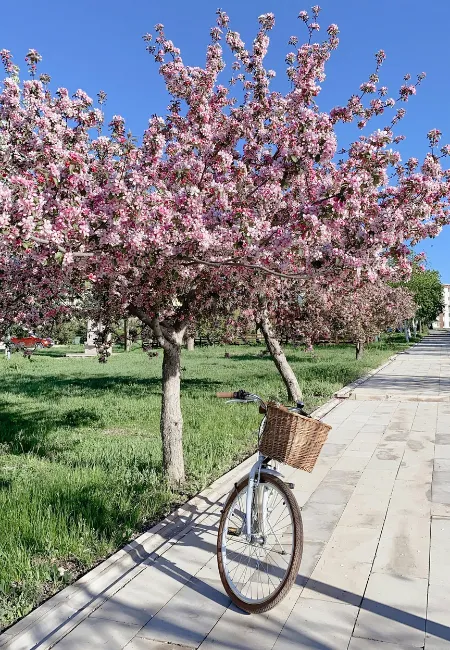 Mavi gökyüzü altında, baharın müjdecisi olan ve tüm dalları pembe çiçeklerle bezenmiş görkemli bir erguvan ağacı, yanında parke taşlı bir yolda duran hasır sepetli bir bisikletle birlikte, güneşli bir günün huzurunu yansıtıyor.