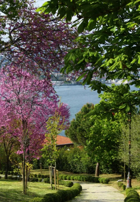 Baharın müjdecisi erguvan ağacının mor-pembe çiçeklerle bezeli dalları, yemyeşil bitki örtüsünün arasından uzanan kıvrımlı patika boyunca göz alıcı bir manzara oluştururken, arka planda Boğaz'ın sakin suları parlıyor.